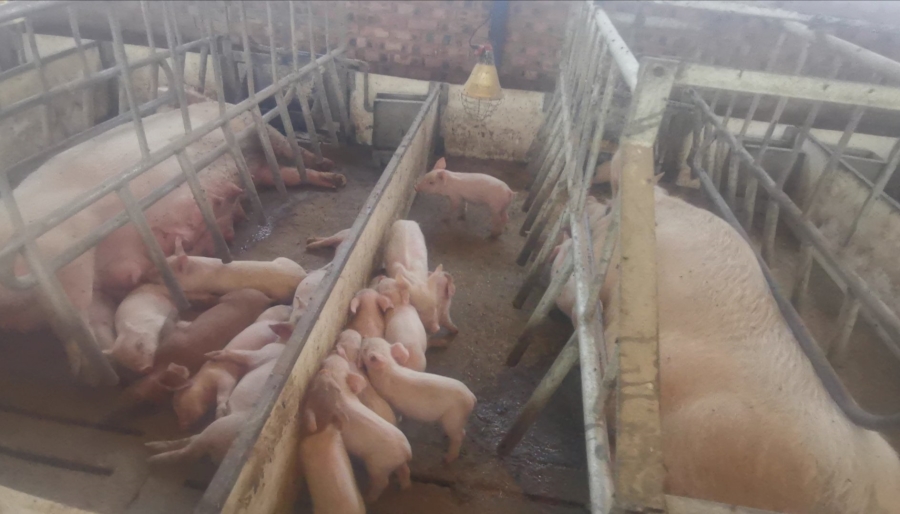 Commercial Property for Sale in Dealesville Free State